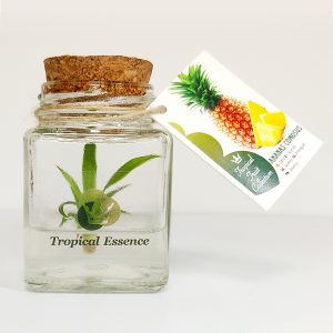 Piña
