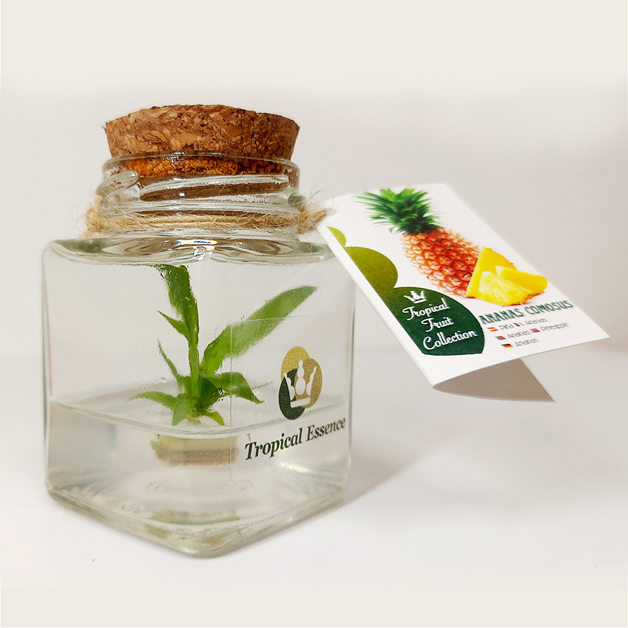 Piña - Imagen 2